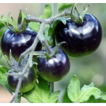 Sadzonka rozsada Pomidor Blackball czarny duży P9