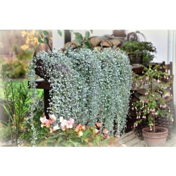 Dichondra SREBRNY WODOSPAD sadzonka ZWSAJĄCA SILVERFALLS P9 KASKADA KOCANKA