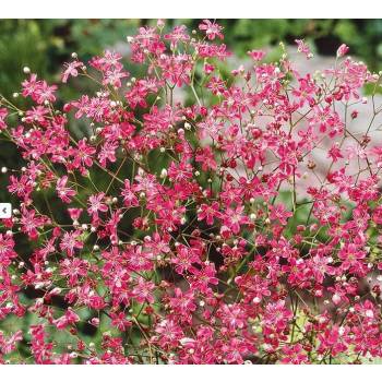 Sadzonka rozsada Gipsówka wytworna - czerwona P9