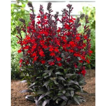 Sadzonka rozsada LOBELIA LŚNIĄCA QUEEN VICTORIA P9