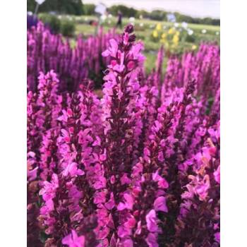 Sadzonka Szałwia Omszona Różowa NEW DIMENSION ROSE rozsada P9