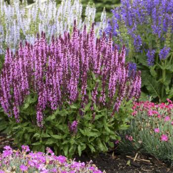 Sadzonka Szałwia Omszona Różowa NEW DIMENSION ROSE rozsada P9