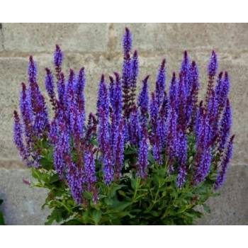 Sadzonka Szałwia Omszona Niebieska NEW DIMENSION BLUE rozsada P9