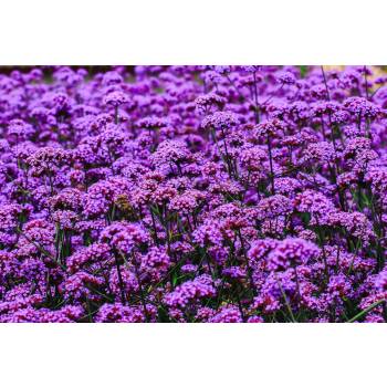 Werbena patagońska DUŻA SADZONKA kwitnie NAJDŁUŻEJ unikat PRZYCIĄGA MOTYLE