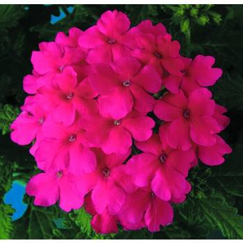 Werbena różowa Pink Obsession DUŻA SADZONKA kwitnie NAJDŁUŻEJ