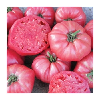 Sadzonka rozsada Pomidor Malinowy Olbrzym