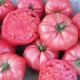 Sadzonka rozsada Pomidor Malinowy Olbrzym