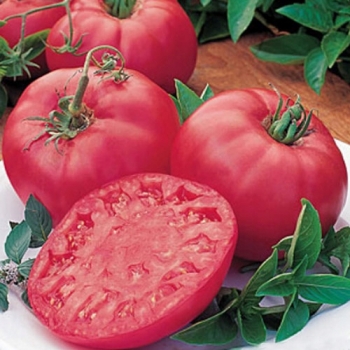 Sadzonka rozsada Pomidor Malinowy Faworyt