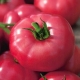 Sadzonka rozsada Pomidor Malinowy Faworyt