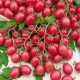 Sadzonka Pomidor Malinowy Kapturek Koktajlowy