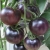 Sadzonka Pomidor Koktajlowy Black Cherry rozsada