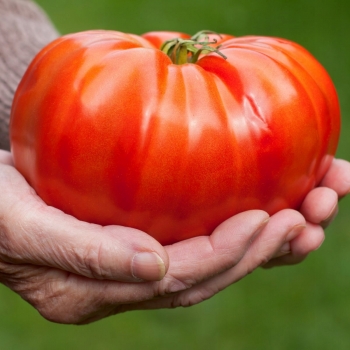 Sadzonka Pomidor Gigant Czerwony