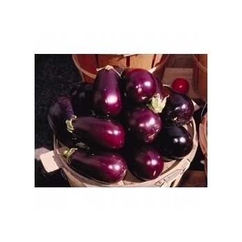Sadzonka rozsada Oberżyna Bakłażan Violetta Lunga