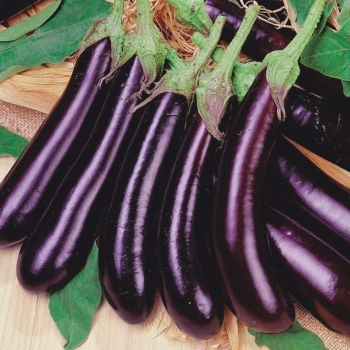 Sadzonka rozsada Oberżyna Bakłażan Violetta Lunga