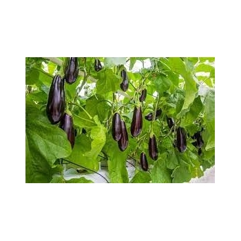 Sadzonka rozsada Bakłażan Oberżyna Black Beauty