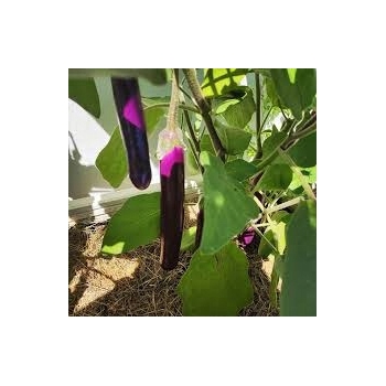 Sadzonka rozsada Bakłażan Oberżyna Black Beauty