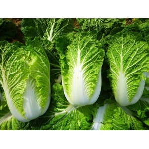 Sadzonka Kapusta Pekińska Bristol 10 szt