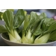 Sadzonka rozsada Kapusta chińska Pak-Choi 50 szt