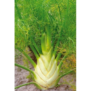 Sadzonka rozsada Fenkuł Koper włoski Fino W doniczce P11