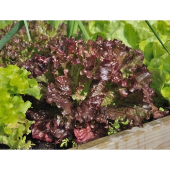 Sadzonka Sałata liściowa Lollo rosso Czerwona 5szt