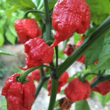 Sadzonka ostra Papryka CAROLINA REAPER 5 szt