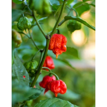 Sadzonka ostra Papryka CAROLINA REAPER