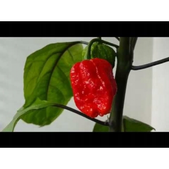 Sadzonka ostra Papryka CAROLINA REAPER
