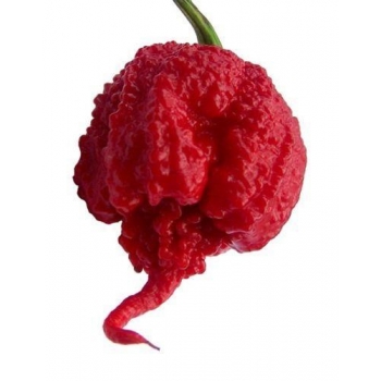 Sadzonka ostra Papryka CAROLINA REAPER