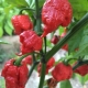 Sadzonka ostra Papryka CAROLINA REAPER