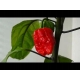 Sadzonka ostra Papryka CAROLINA REAPER