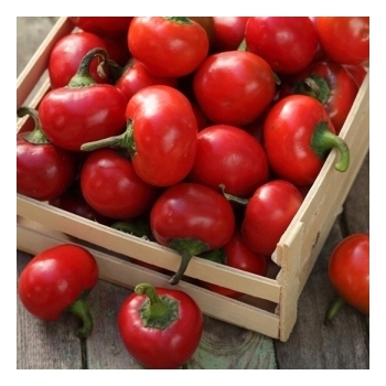 Sadzonka okrągła Papryka Ontara - pomidorowa 5 szt