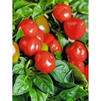 Sadzonka okrągła Papryka Ontara - pomidorowa 5 szt