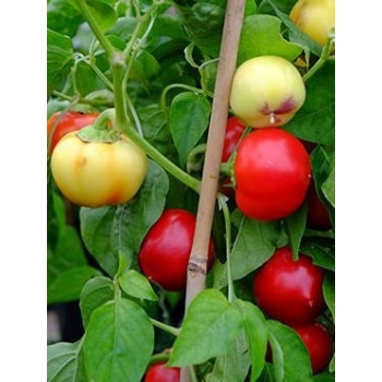 Sadzonka okrągła Papryka Ontara - pomidorowa 5 szt