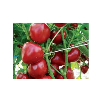 Sadzonka okrągła Papryka Ontara - pomidorowa 5 szt