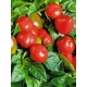 Sadzonka okrągła Papryka Ontara - pomidorowa 5 szt