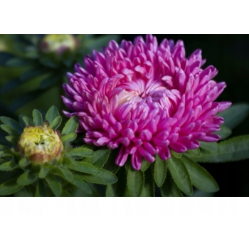 Sadzonka Astry Aster Duchesse różowy