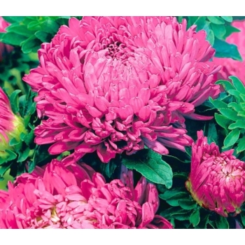 Sadzonka Astry Aster Duchesse różowy