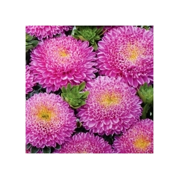 Sadzonka Astry Aster Duchesse różowy