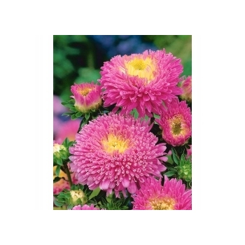 Sadzonka Astry Aster Duchesse różowy