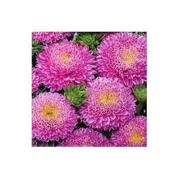Sadzonka Astry Aster Duchesse różowy