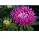 Sadzonka Astry Aster Duchesse różowy