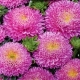 Sadzonka Astry Aster Duchesse różowy