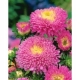 Sadzonka Astry Aster Duchesse różowy