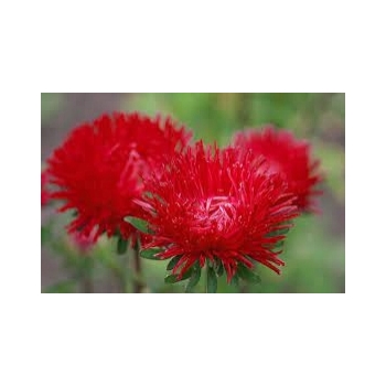 Sadzonka Astry Aster chiński igiełkowy czerwony