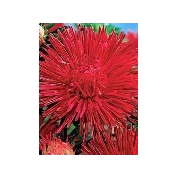 Sadzonka Astry Aster chiński igiełkowy czerwony