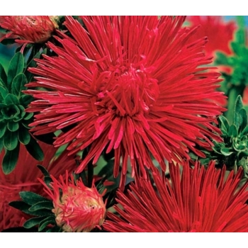 Sadzonka Astry Aster chiński igiełkowy czerwony