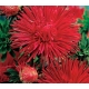 Sadzonka Astry Aster chiński igiełkowy czerwony
