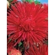 Sadzonka Astry Aster chiński igiełkowy czerwony