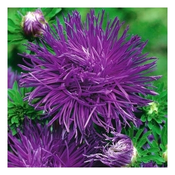 Sadzonka Astry Aster igiełkowy - fioletowy