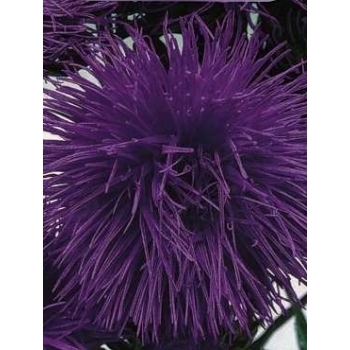 Sadzonka Astry Aster igiełkowy - fioletowy